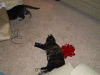 IMG_3139.JPG Wed Dec 17 23:35:24 2003