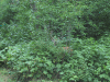 IMG_3617.JPG Sat Jul 17 15:41:20 2004