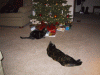 IMG_4836.JPG Sun Dec 25 09:31:38 2005
