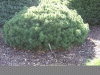 DSCF1003.JPG Fri Apr  8 14:44:42 2011